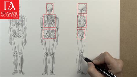 God is such a great artist. Anatomical Skeleton Drawing at GetDrawings | Free download