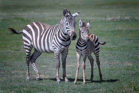 Zebra Facts Habitat Behavior Diet