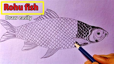 Rohu Fish Drawing How To Draw A Rohu Fish Easily Labeo Rohita