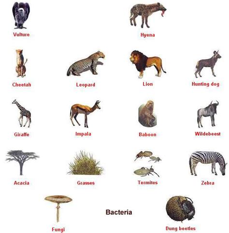 african web base : Biological Science Picture Directory – Pulpbits.net