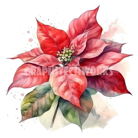 Poinsettia Clipart Unique High Quality Jpgs Digital Etsy