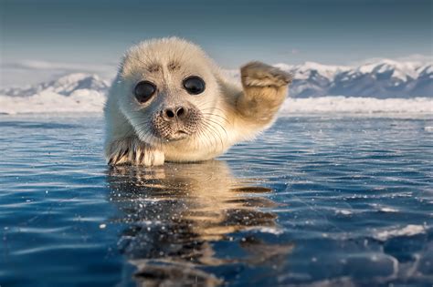 Ice Ice Baby Adorable Baby Seal Gives Us A Wave Storytrender