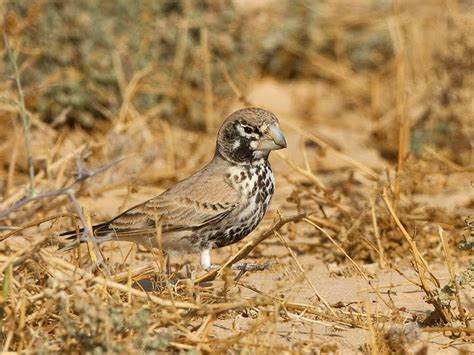 Take A Look At An Amazing Video Of Birds In Southern Israel