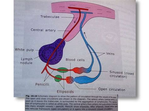 Structure And Function Of Spleen Ppt