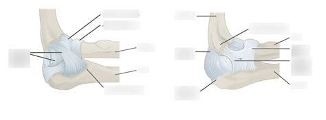 The Upper Limb Elbow Joint Ligaments Diagram Quizlet
