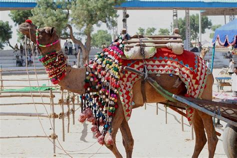 the best things to see and do in pushkar rajasthan