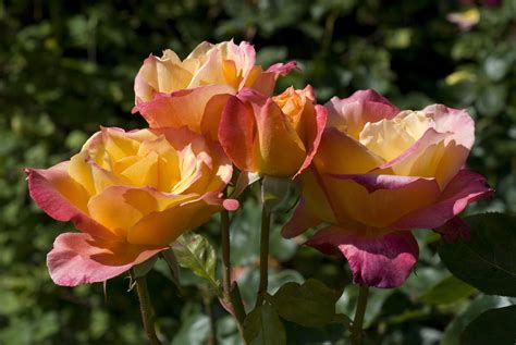 Hybrid Teas Have All The Virtues You Look For In A Flower But They Do