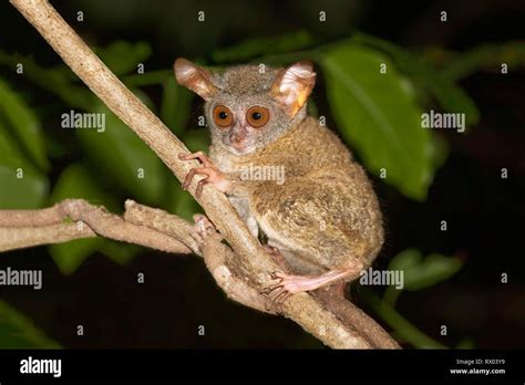 Sulawesi Tarsier Tarsius Tarsier Sits On Branch Endemic Island