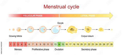 Menstrual Cycle Menses And Proliferative Phase Ovulation And