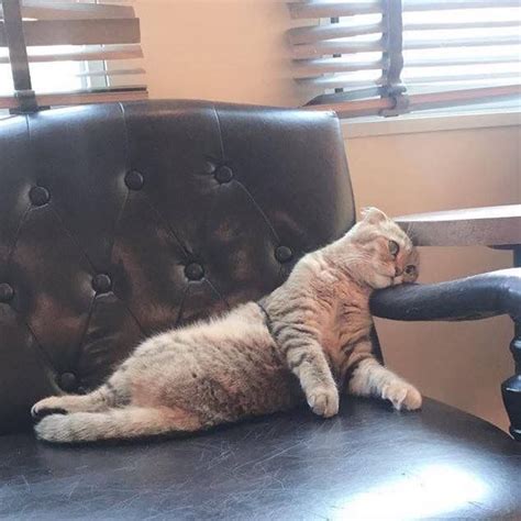 This Cat Is Going Viral For Its Hilariously Dramatic Reactions Artofit