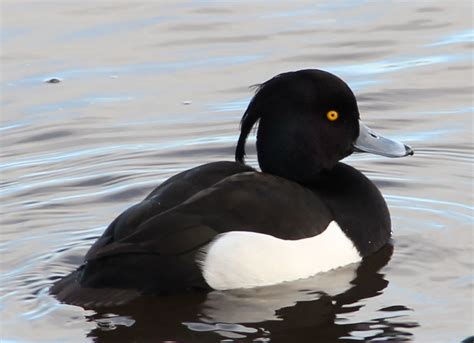 The Nairn Birder Goldeneye And Tufted Duck Visit The Harbour