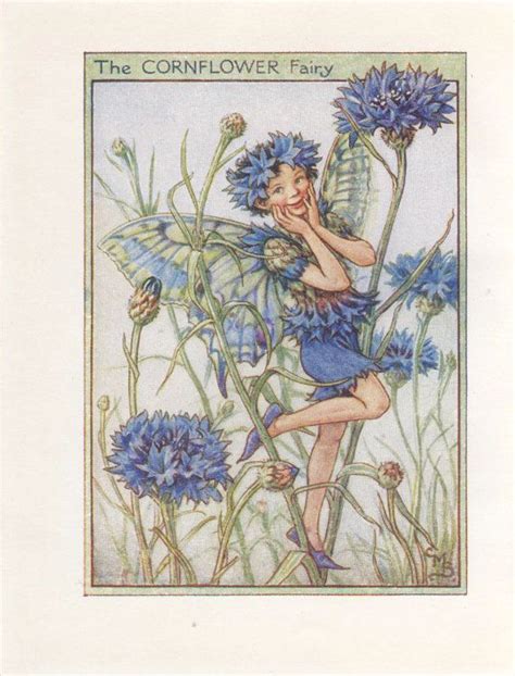 Flower Fairies The Cornflower Fairy Vintage Print C1930 By Etsy