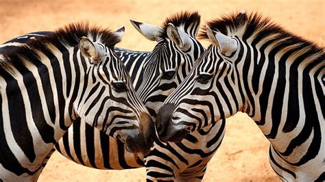 Burchells Zebras Botswana 2016 Bing Desktop Wallpa Hd Wallpaper