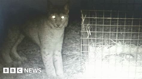 Escaped Borth Lynx Caught On Camera Next To Bait Cage Bbc News