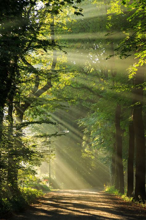 Sunbeams Through The Trees Photo Wallpaper