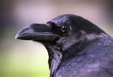 Ravens Remember People Who Have Wronged Them Study Time