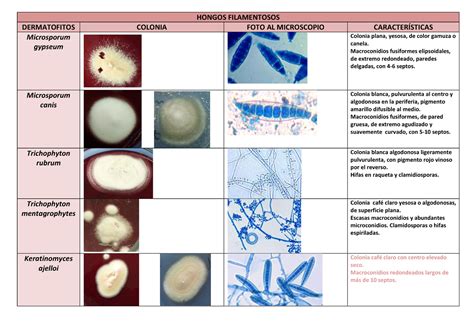 Atlas Hongos Del Laboratorio Hongos Filamentosos Dermatofitos Colonia