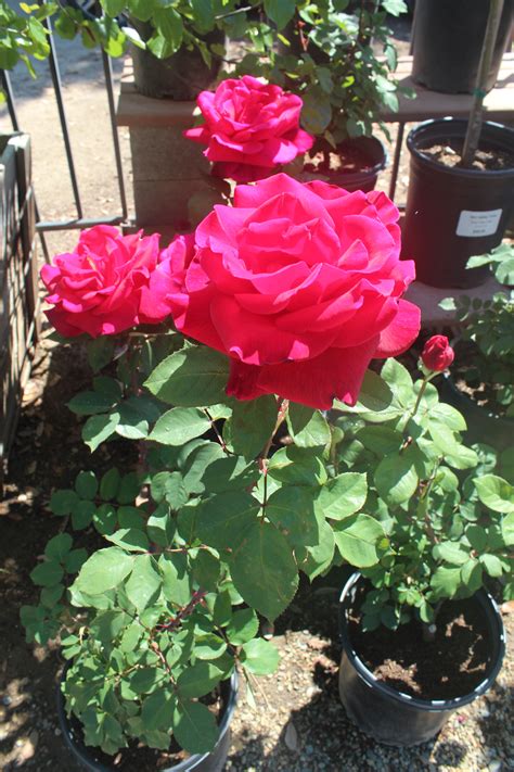 Rosa Mr Lincoln Hybrid Tea Rose Mid Valley Trees