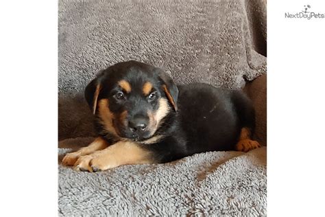 The temperament of the rottweiler is largely based on its owner, and its owner's willingness to properly socialize the dog as a puppy. Rottweiler puppy for sale near St Joseph, Missouri. | 0ce6623c-ecf1