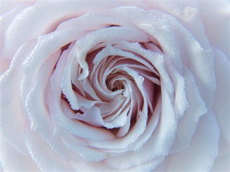 X Resolution Pink Petaled Flower Rose Drops Close Up Hd Wallpaper Wallpaper Flare