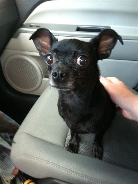 Do You Recognize This Black Chihuahua Orlando Help Us Find Her Owners