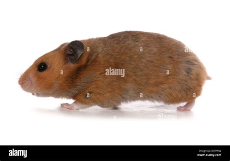 Syrian Hamster Profile Portrait Of Single Adult Studio Uk Stock Photo