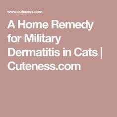 They may be neat and well miliary dermatitis is a group of different lesions distributed across the skin of a cat and whose pattern is not easily discernable. A Home Remedy for Miliary Dermatitis in Cats | Cat fleas ...
