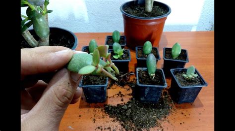 Prune off dead or shriveled branches. How to grow Jade plant from single leaf | Jade plants ...
