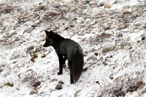 Black Arctic Fox Royalty Free Stock Photography Image 33334417
