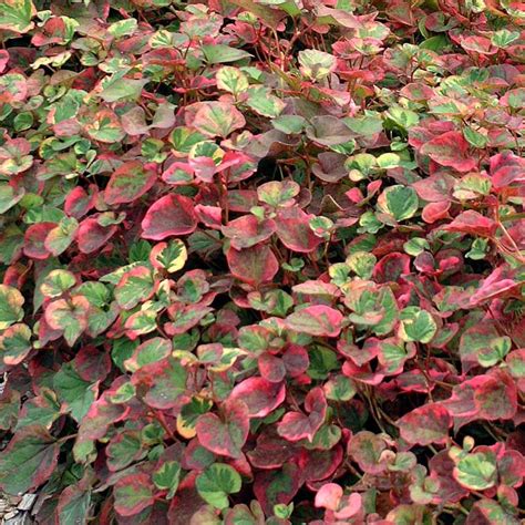 Houttuynia Variegated Fall Color Ground Cover Plants Perennial