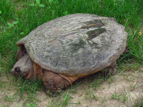 Snapping Turtles Reported In Western Montana Daily Inter Lake