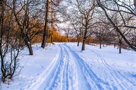 Free Images Tree Forest Path Snow Winter Frost Country Weather