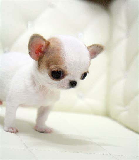 Teacup Chihuahuas Health Issues Care Information Facts And Pictures