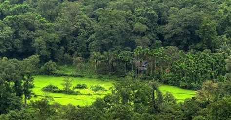 Types Of Forests In India Types Of Vegetation Location Species Climatic Conditions