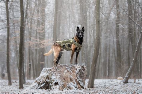 Meet The Bravest Military Animals Ready To Protect You Too The Geeky