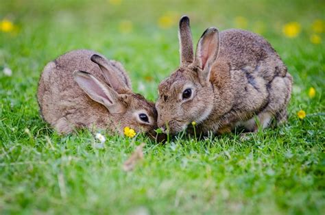 Conejo Características Alimentación Reproducción Hábitat Animal