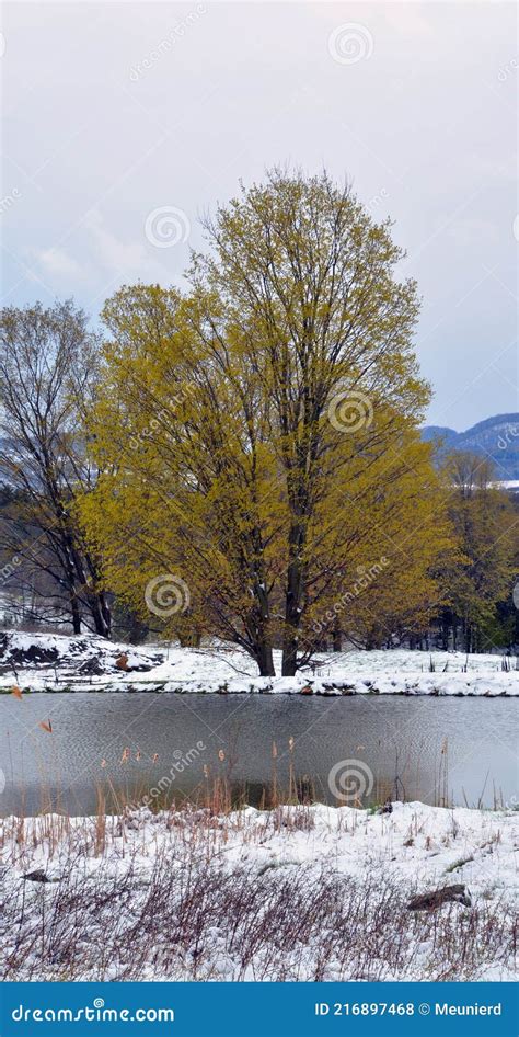 Late Winter Early Spring Landscape In Bromont Stock Photo Image Of