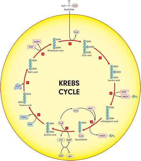 43 Krebs Cycle Simple Diagram Diagram Resource