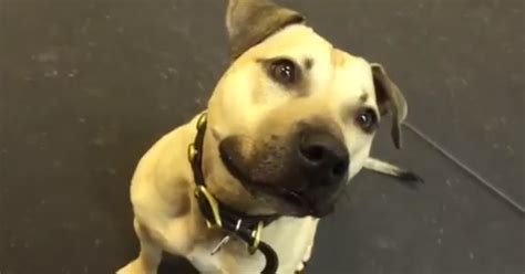 Pit Bull Rescued From A Fighting Ring Is Given His First
