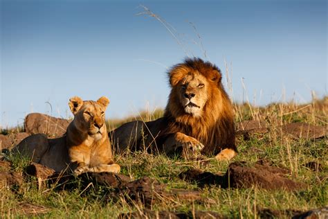 Leão Características Fotos Ameaças Animais Infoescola
