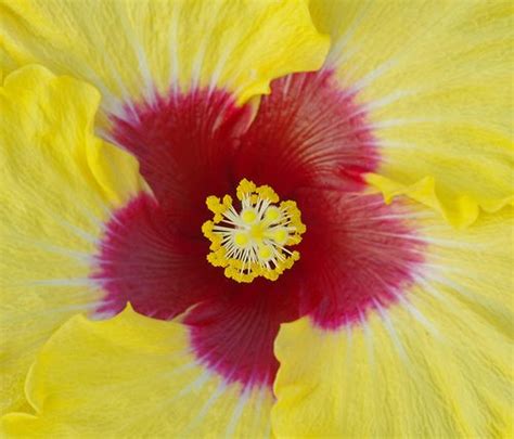 Hibiscus Boreas Yellow Hibiscus Flower Power Flowers