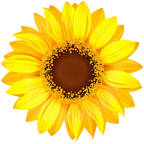 Sunflower Png