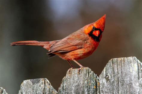 11 Spiritual Meanings Of Red Cardinal At Window