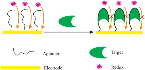 The Schematic Illustrations Of Aptamer Based Electrochemical Detection