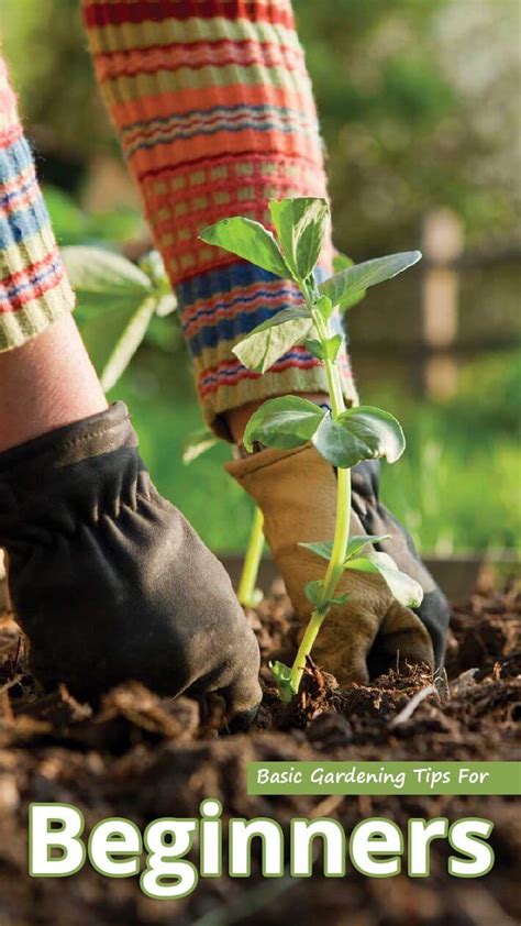 Basic Gardening Tips For Beginners Recommended Tips
