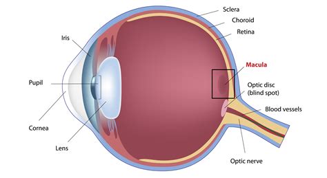 Eye Anatomy Macula