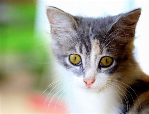 The third eyelid is an inner eyelid located in the inside corner of a cat's eyes. How Cat's Eyes Work