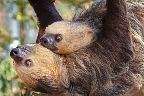 Sloth Mating Not As Slow As You Think Sloco