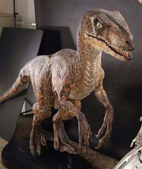 Velociraptor Jurassic Park Animais Pré Históricos Dinossauros