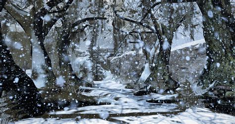 Snowy Forest Landscape With Snow Falling Image Free Stock Photo
